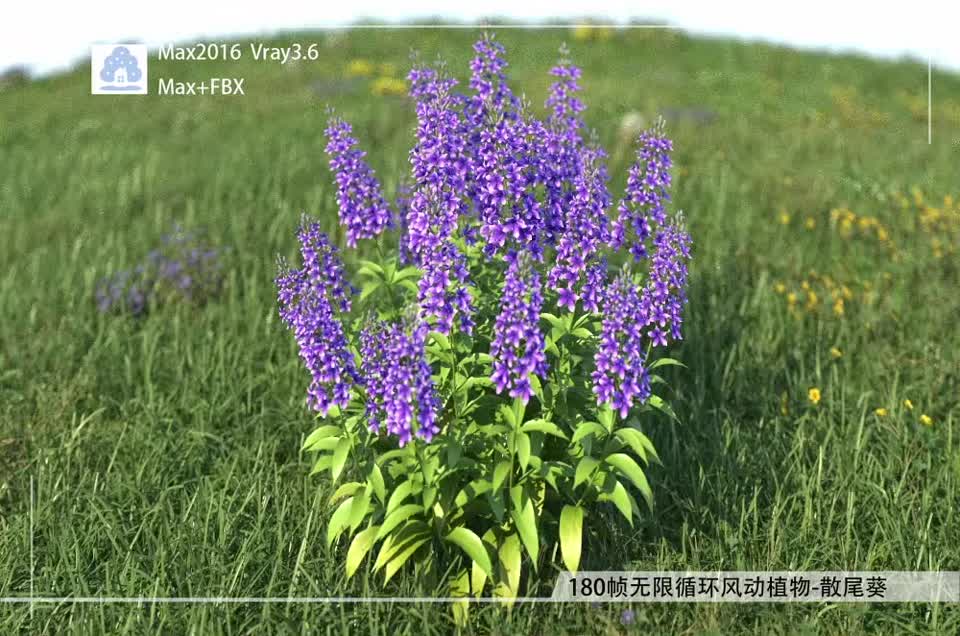 180帧无限循环风动植物-薰衣草FDCB0311-01模型-植物模型库-3ds Max(.max)模型下载-cg模型网