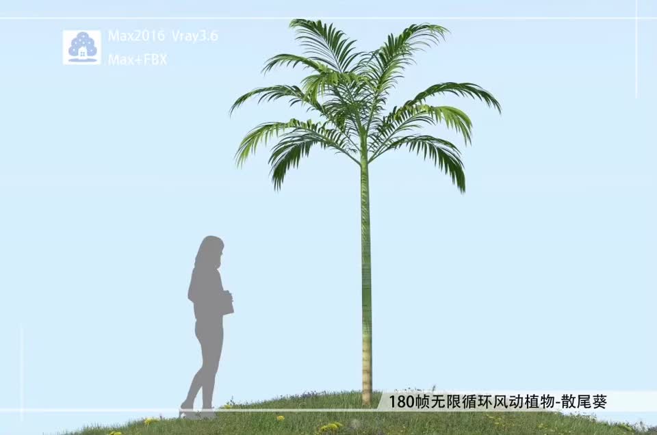 180帧无限循环风动植物-散尾葵FDGM0101-02模型-自然场景模型库-3ds Max(.max)模型下载-cg模型网