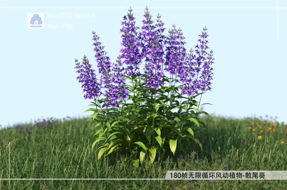 180帧无限循环风动植物-薰衣草FDCB0311-01模型-植物模型库-3ds Max(.max)模型下载-cg模型网