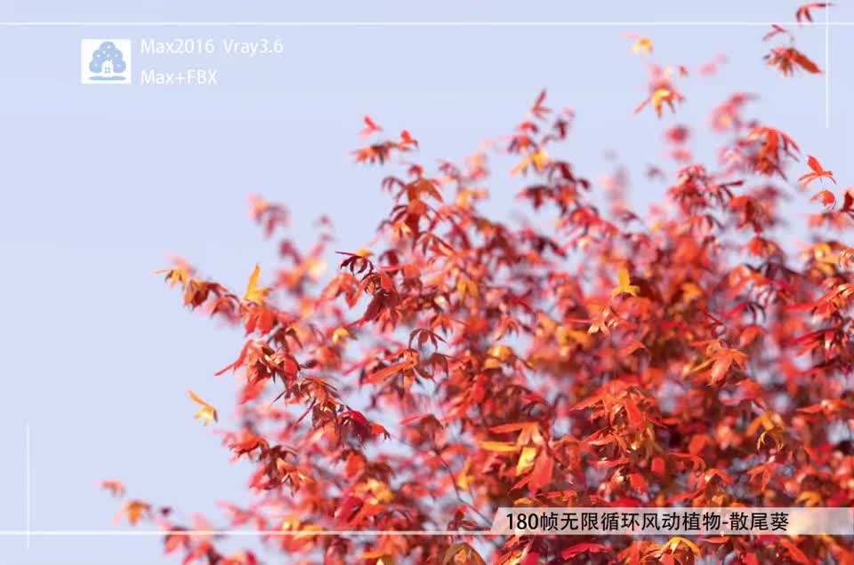 180帧无限循环风动植物-蝴蝶日本枫FDQM0201-01模型-自然场景模型库-3ds Max(.max)模型下载-cg模型网
