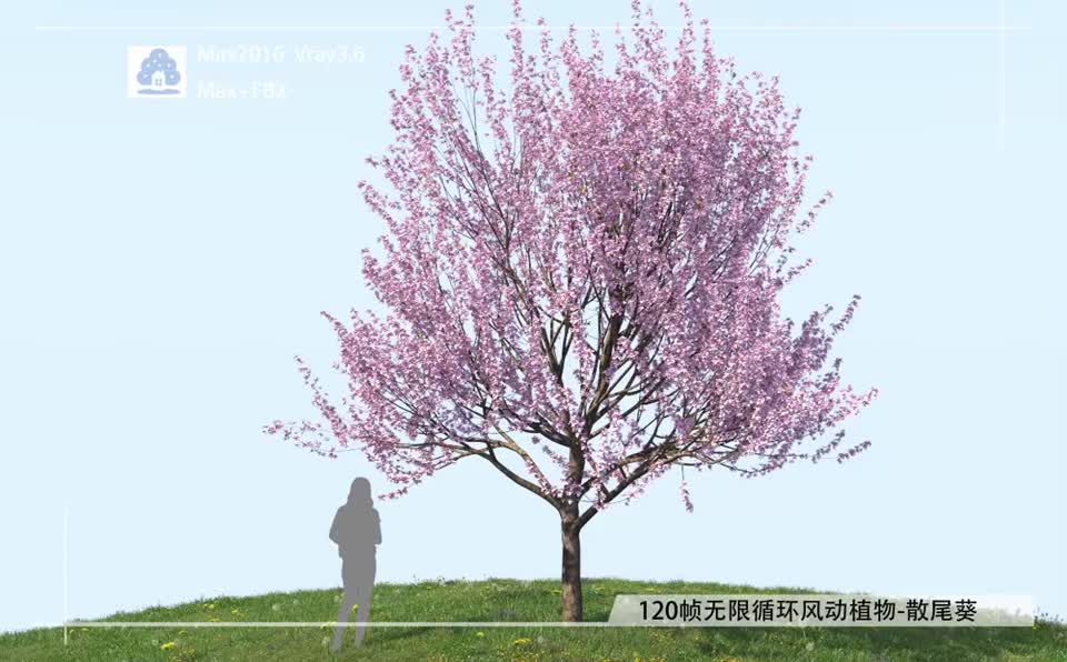 120帧无限循环风动植物-樱花FDQM0301-01模型-自然场景模型库-3ds Max(.max)模型下载-cg模型网