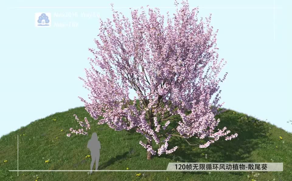 120帧无限循环风动植物-樱花FDQM0301-01模型-自然场景模型库-3ds Max(.max)模型下载-cg模型网