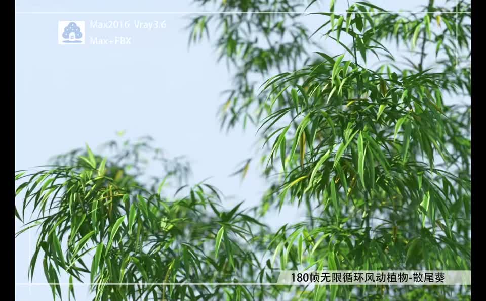 180帧无限循环风动植物-竹子FDQM0001-02模型-自然场景模型库-3ds Max(.max)模型下载-cg模型网