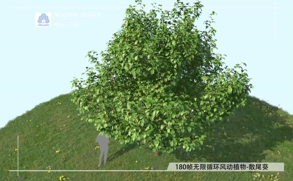 180帧无限循环风动植物-香樟01模型-自然场景模型库-3ds Max(.max)模型下载-cg模型网
