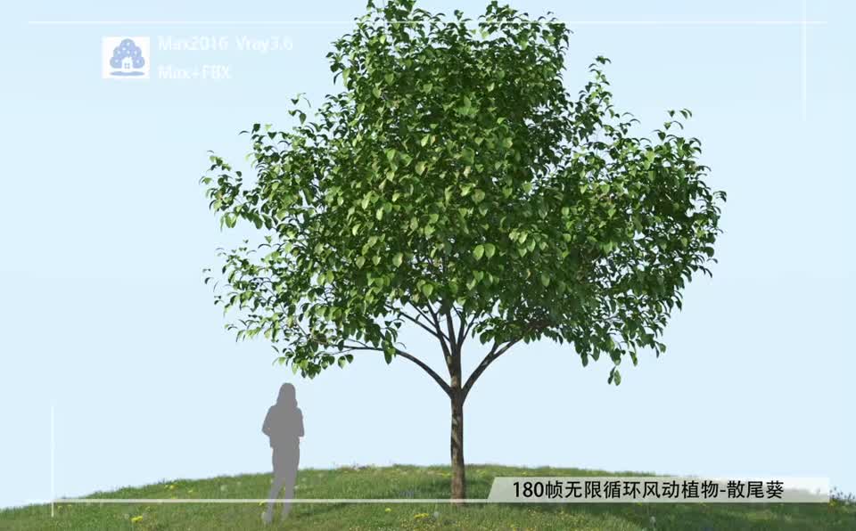 180帧无限循环风动植物-香樟01模型-自然场景模型库-3ds Max(.max)模型下载-cg模型网