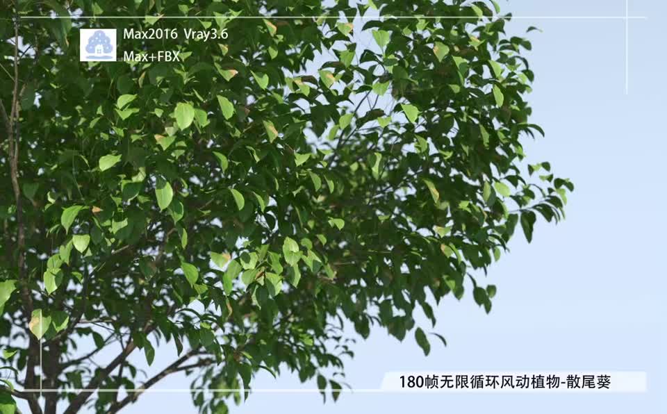180帧无限循环风动植物-香樟01模型-自然场景模型库-3ds Max(.max)模型下载-cg模型网