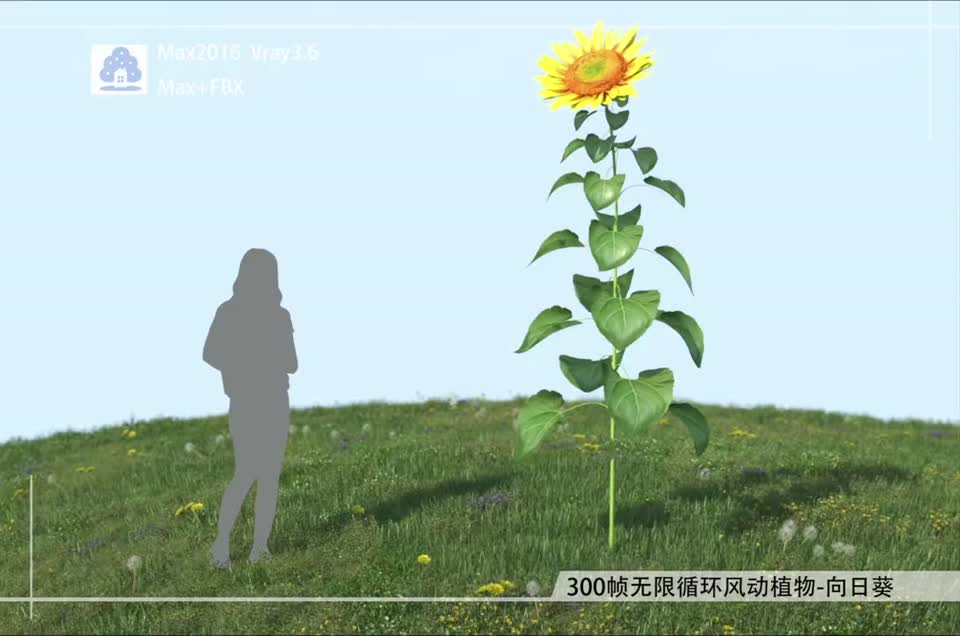 300帧无限循环风动植物-向日葵01模型-自然场景模型库-3ds Max(.max)模型下载-cg模型网