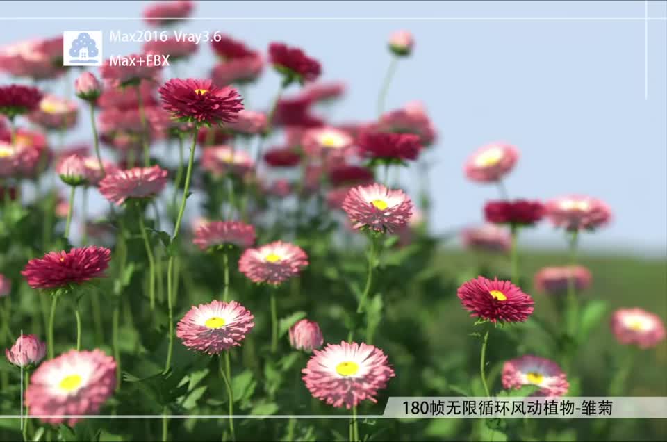 180帧无限循环风动植物-雏菊02模型-自然场景模型库-3ds Max(.max)模型下载-cg模型网