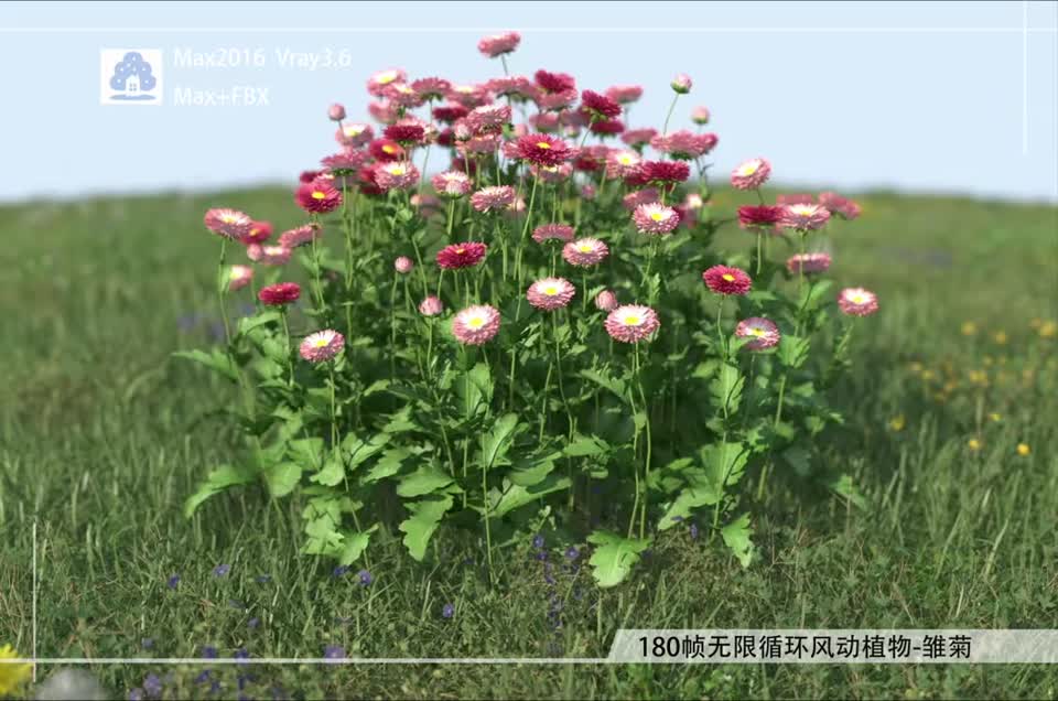 180帧无限循环风动植物-雏菊02模型-自然场景模型库-3ds Max(.max)模型下载-cg模型网