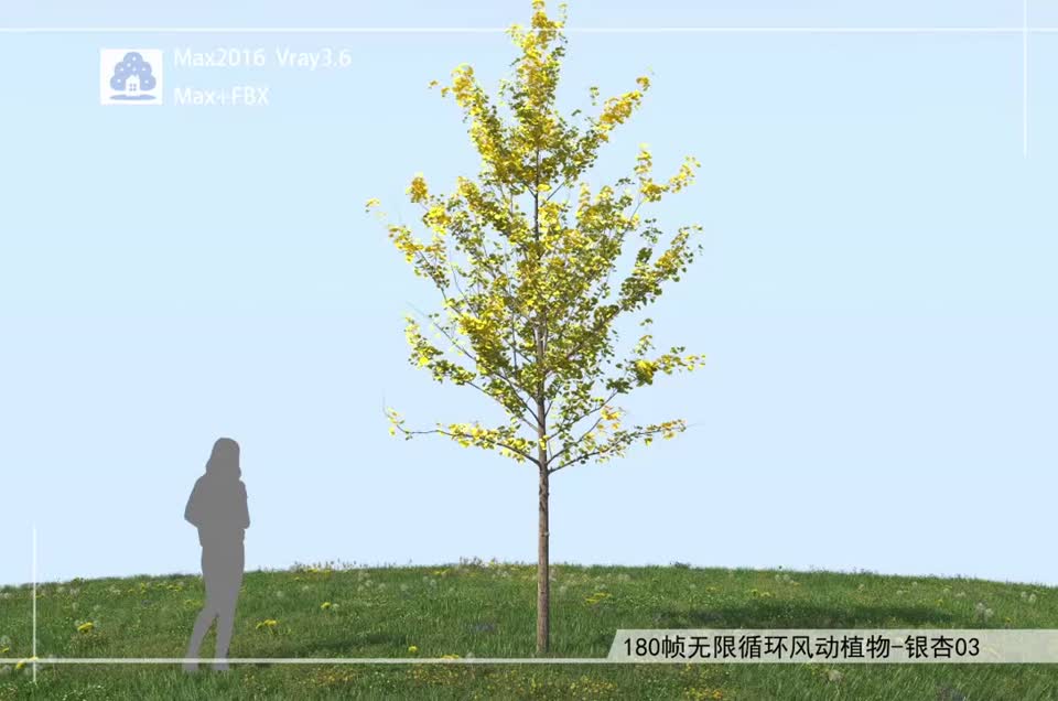 180帧无限循环风动植物-银杏03模型-自然场景模型库-3ds Max(.max)模型下载-cg模型网
