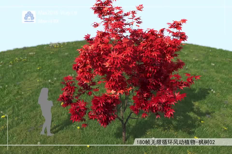 180帧无限循环风动植物-枫树02模型-自然场景模型库-3ds Max(.max)模型下载-cg模型网
