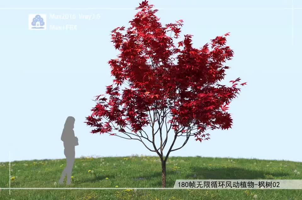 180帧无限循环风动植物-枫树02模型-自然场景模型库-3ds Max(.max)模型下载-cg模型网