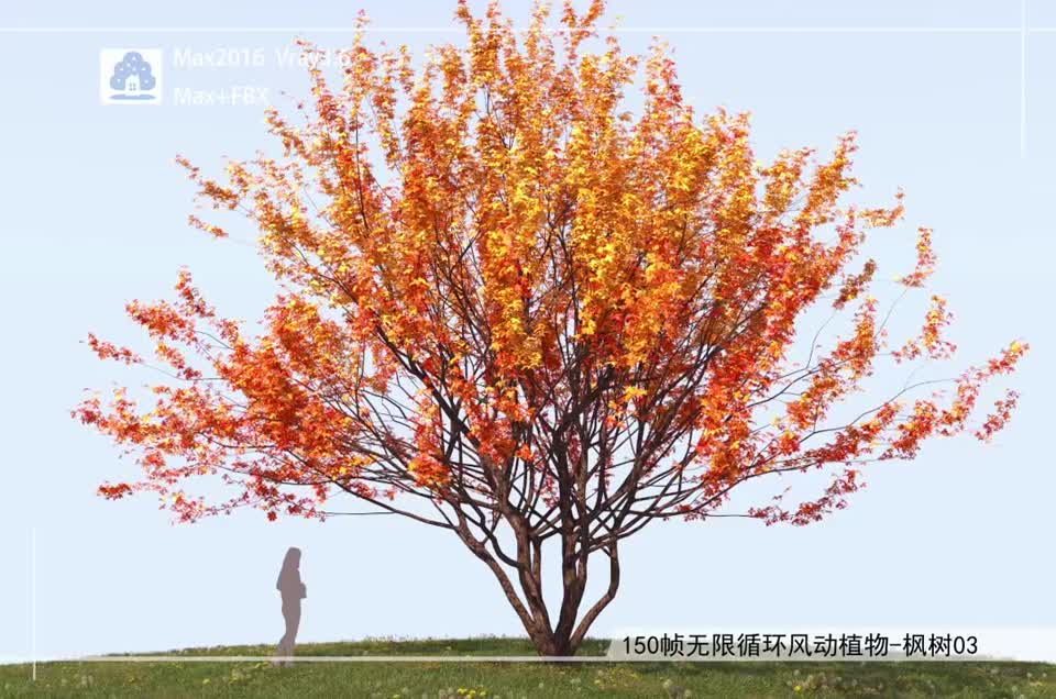 150帧无限循环风动植物-枫树03模型-自然场景模型库-3ds Max(.max)模型下载-cg模型网