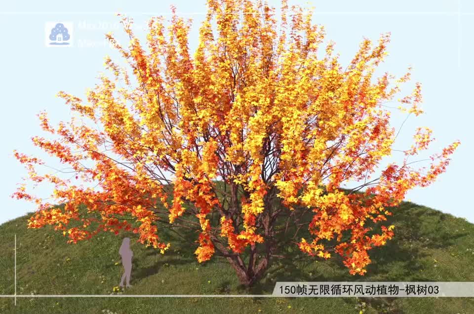 150帧无限循环风动植物-枫树03模型-自然场景模型库-3ds Max(.max)模型下载-cg模型网