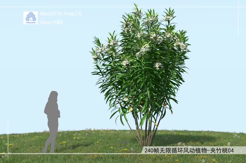 240帧无限循环风动植物-夹竹桃04模型-自然场景模型库-3ds Max(.max)模型下载-cg模型网