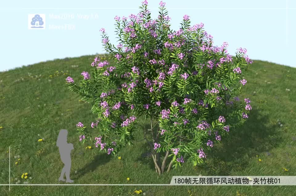 180帧无限循环风动植物-夹竹桃01模型-自然场景模型库-3ds Max(.max)模型下载-cg模型网