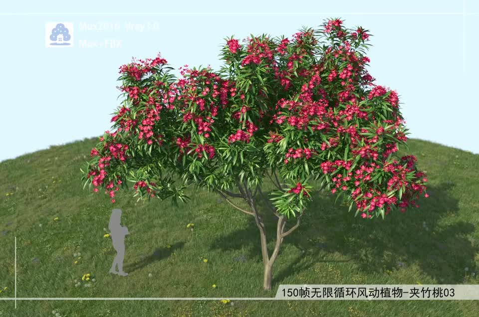 150帧无限循环风动植物-夹竹桃03模型-自然场景模型库-3ds Max(.max)模型下载-cg模型网