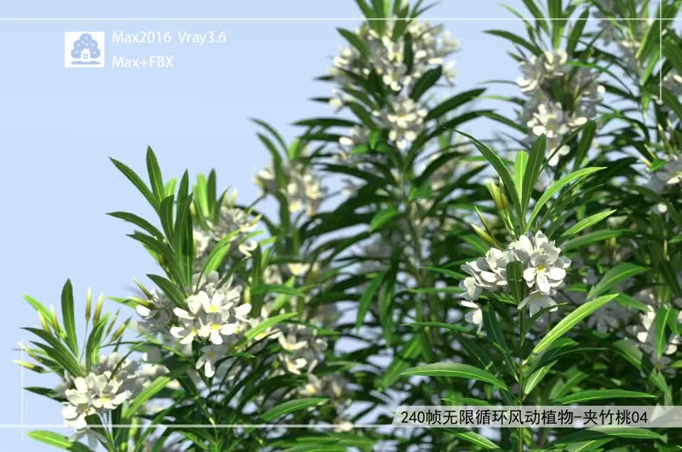 240帧无限循环风动植物-夹竹桃04模型-自然场景模型库-3ds Max(.max)模型下载-cg模型网