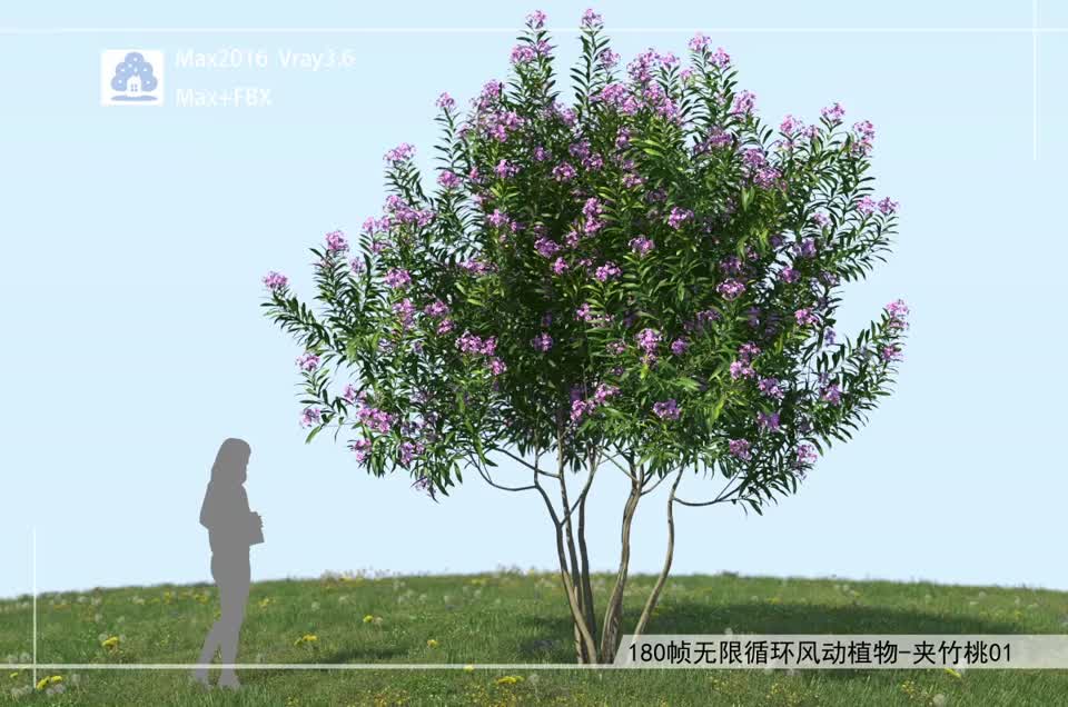 180帧无限循环风动植物-夹竹桃01模型-自然场景模型库-3ds Max(.max)模型下载-cg模型网
