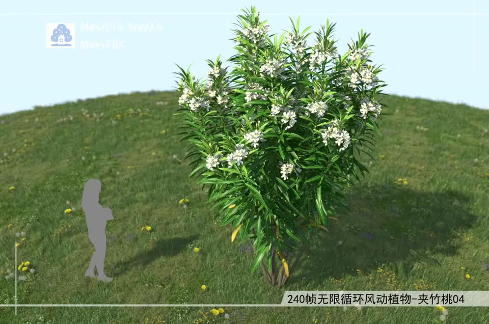 240帧无限循环风动植物-夹竹桃04模型-自然场景模型库-3ds Max(.max)模型下载-cg模型网