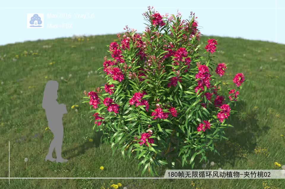 180帧无限循环风动植物-夹竹桃02模型-自然场景模型库-3ds Max(.max)模型下载-cg模型网