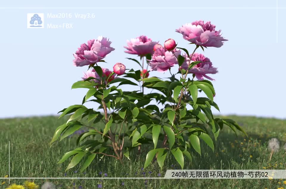 240帧无限循环风动植物-芍药02模型-自然场景模型库-3ds Max(.max)模型下载-cg模型网