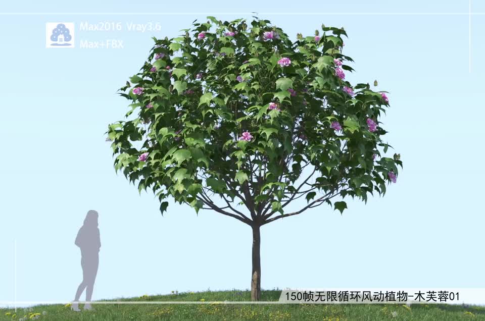 150帧无限循环风动植物-木芙蓉01模型-自然场景模型库-3ds Max(.max)模型下载-cg模型网