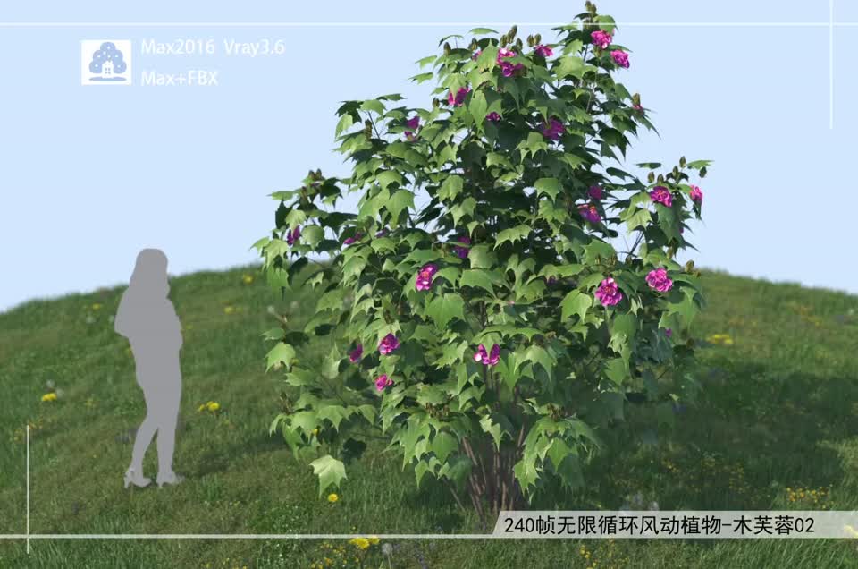 240帧无限循环风动植物-木芙蓉02模型-自然场景模型库-3ds Max(.max)模型下载-cg模型网