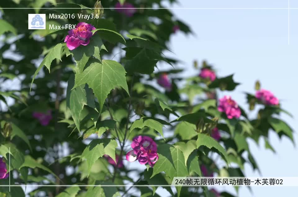 240帧无限循环风动植物-木芙蓉02模型-自然场景模型库-3ds Max(.max)模型下载-cg模型网