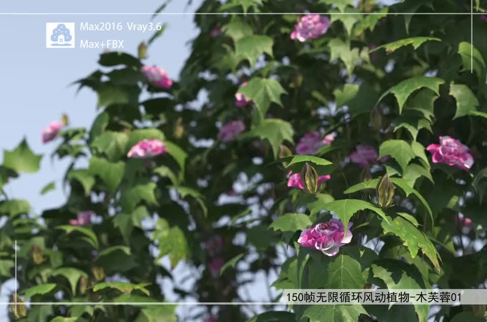 150帧无限循环风动植物-木芙蓉01模型-自然场景模型库-3ds Max(.max)模型下载-cg模型网