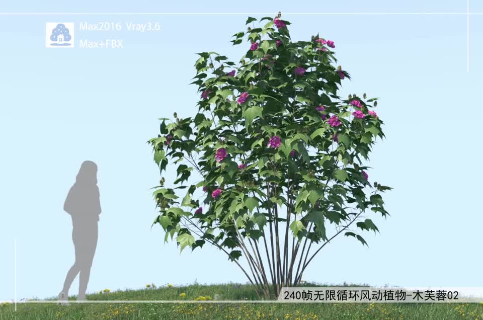 240帧无限循环风动植物-木芙蓉02模型-自然场景模型库-3ds Max(.max)模型下载-cg模型网
