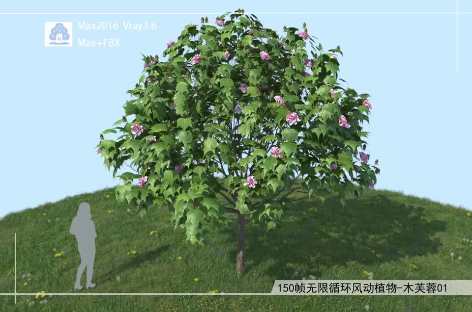 150帧无限循环风动植物-木芙蓉01模型-自然场景模型库-3ds Max(.max)模型下载-cg模型网
