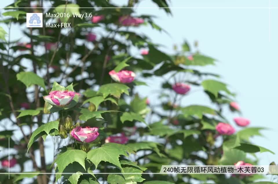 240帧无限循环风动植物-木芙蓉03模型-自然场景模型库-3ds Max(.max)模型下载-cg模型网