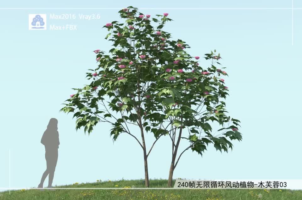 240帧无限循环风动植物-木芙蓉03模型-自然场景模型库-3ds Max(.max)模型下载-cg模型网