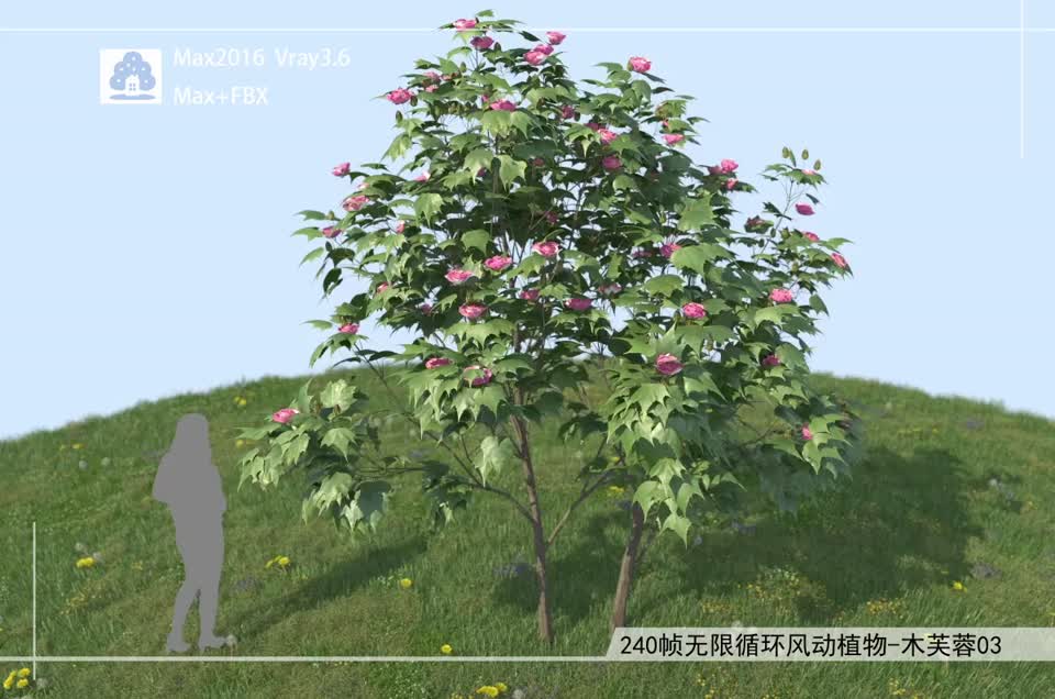 240帧无限循环风动植物-木芙蓉03模型-自然场景模型库-3ds Max(.max)模型下载-cg模型网