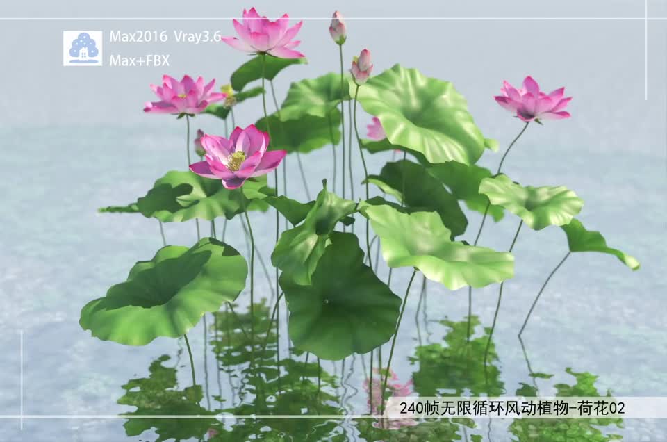 240帧无限循环风动植物-荷花02模型-自然场景模型库-3ds Max(.max)模型下载-cg模型网