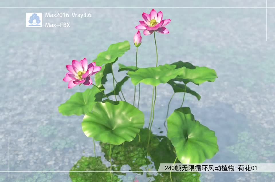 240帧无限循环风动植物-荷花01模型-自然场景模型库-3ds Max(.max)模型下载-cg模型网
