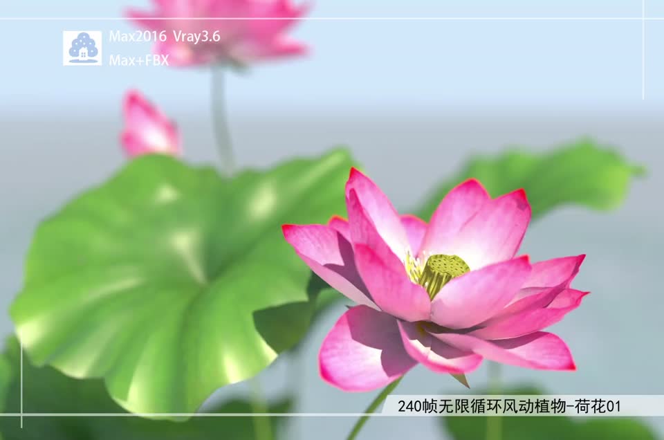 240帧无限循环风动植物-荷花01模型-自然场景模型库-3ds Max(.max)模型下载-cg模型网