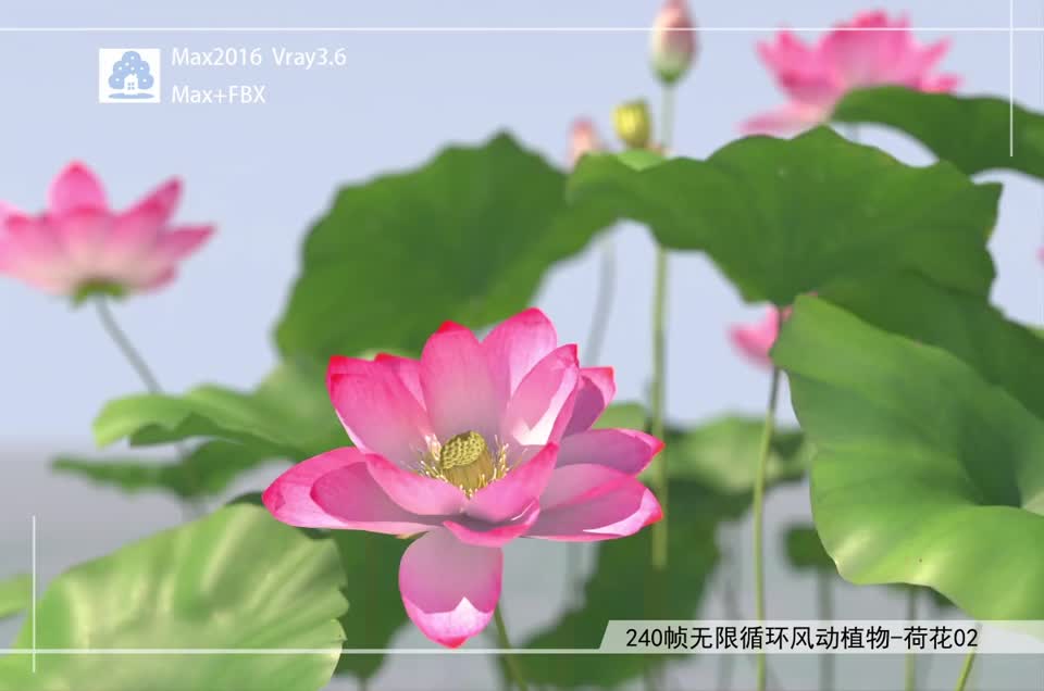 240帧无限循环风动植物-荷花02模型-自然场景模型库-3ds Max(.max)模型下载-cg模型网