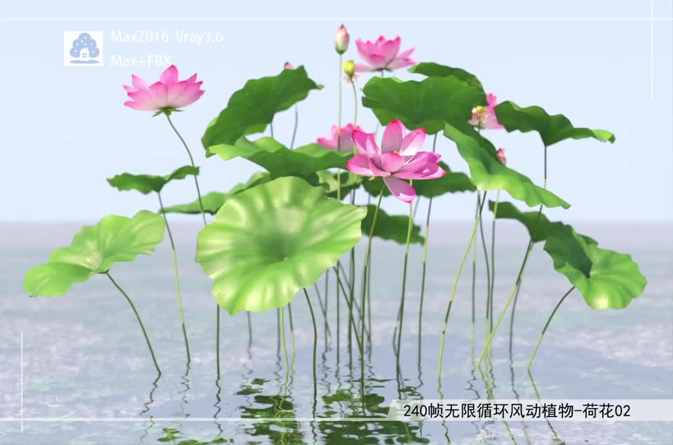 240帧无限循环风动植物-荷花02模型-自然场景模型库-3ds Max(.max)模型下载-cg模型网