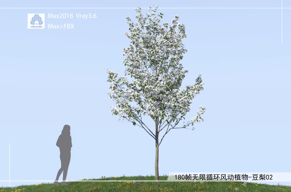 180帧无限循环风动植物-豆梨02模型-自然场景模型库-3ds Max(.max)模型下载-cg模型网
