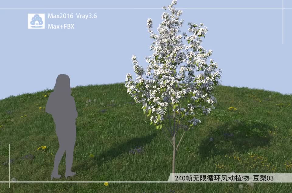 240帧无限循环风动植物-豆梨03模型-自然场景模型库-3ds Max(.max)模型下载-cg模型网