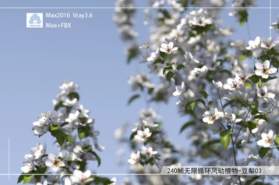 240帧无限循环风动植物-豆梨03模型-自然场景模型库-3ds Max(.max)模型下载-cg模型网