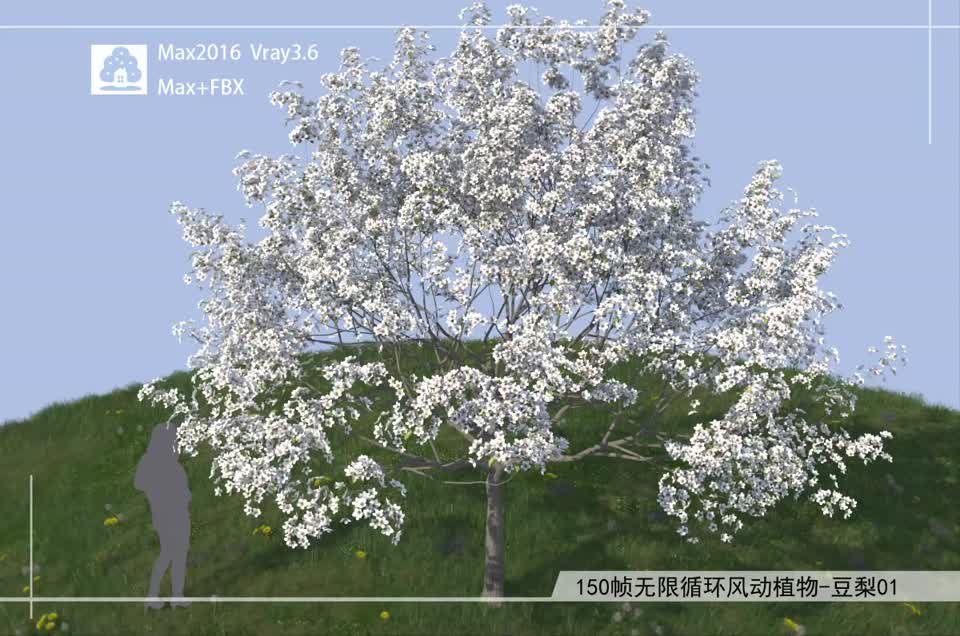 150帧无限循环风动植物-豆梨01模型-自然场景模型库-3ds Max(.max)模型下载-cg模型网