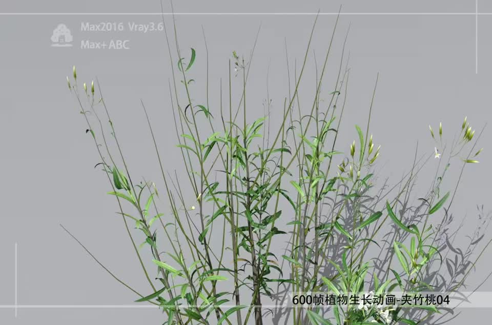 600帧植物生长动画-夹竹桃04模型-自然场景模型库-3ds Max(.max)模型下载-cg模型网