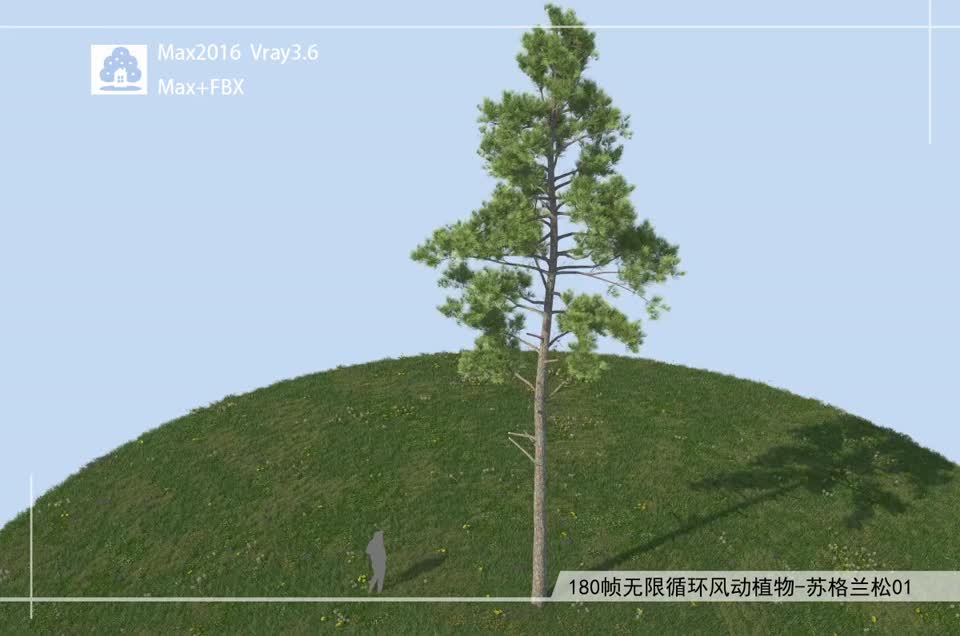 180帧无限循环风动植物-苏格兰松01模型-自然场景模型库-3ds Max(.max)模型下载-cg模型网