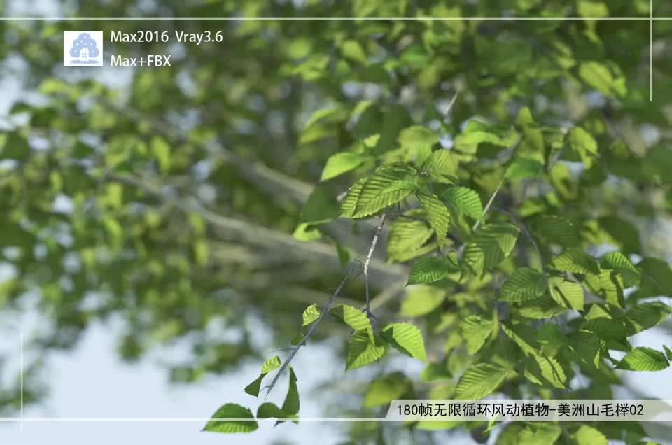 180帧无限循环风动植物-美洲山毛榉02模型-自然场景模型库-3ds Max(.max)模型下载-cg模型网