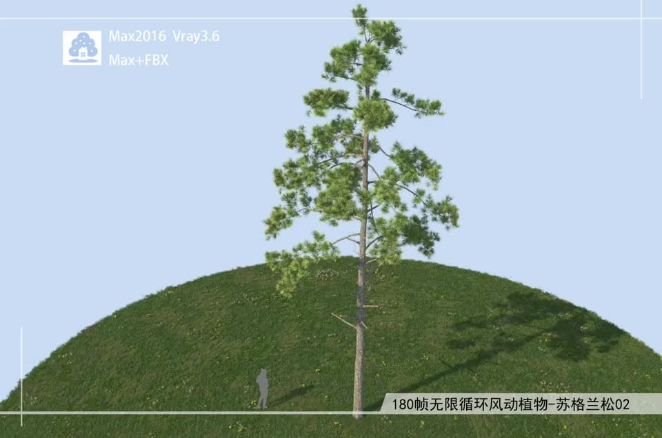 180帧无限循环风动植物-苏格兰松02模型-自然场景模型库-3ds Max(.max)模型下载-cg模型网