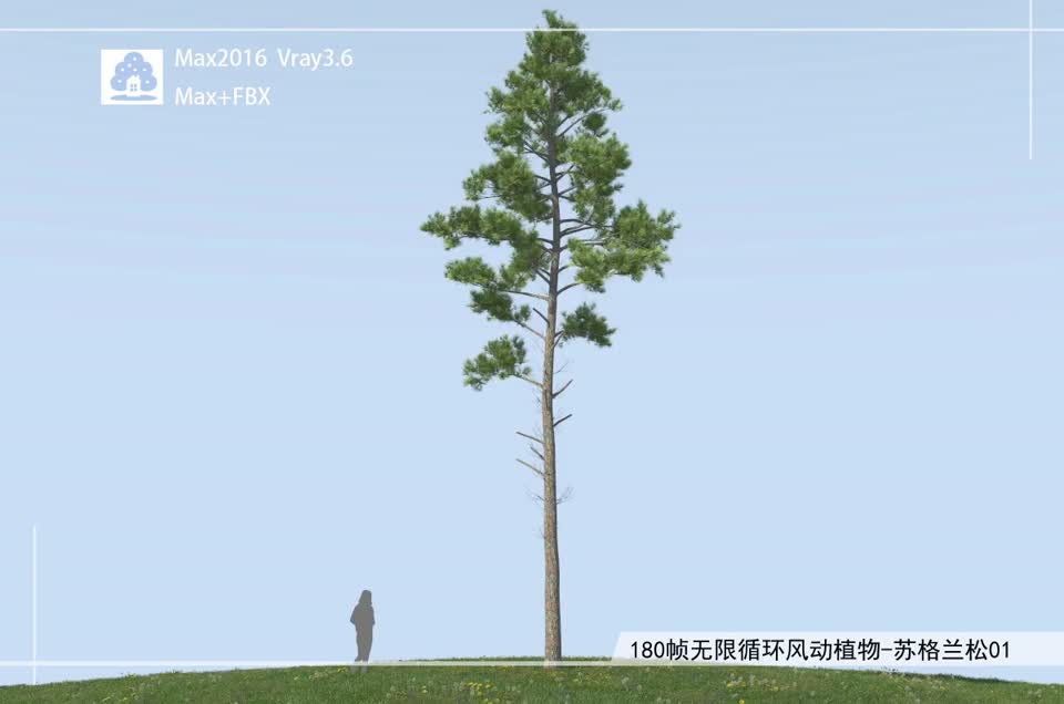 180帧无限循环风动植物-苏格兰松01模型-自然场景模型库-3ds Max(.max)模型下载-cg模型网