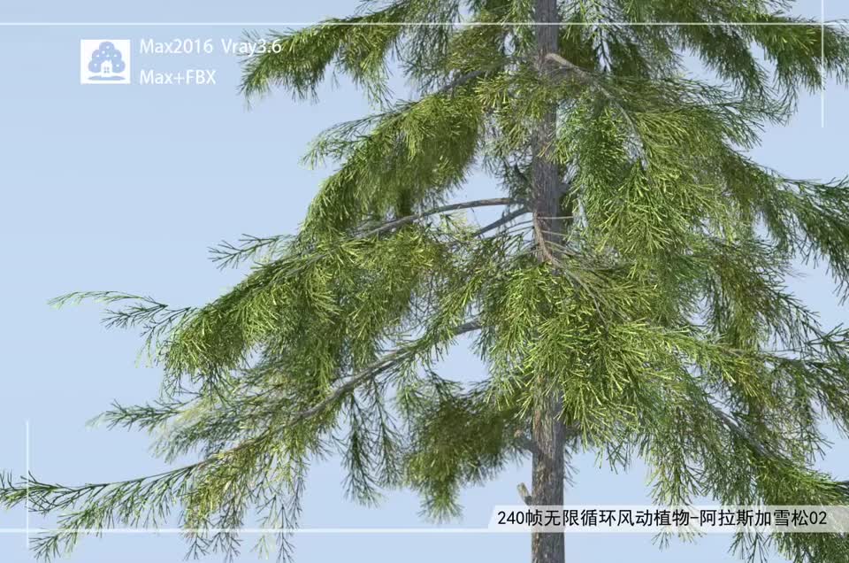 240帧无限循环风动植物阿拉斯加雪松02模型-自然场景模型库-3ds Max(.max)模型下载-cg模型网